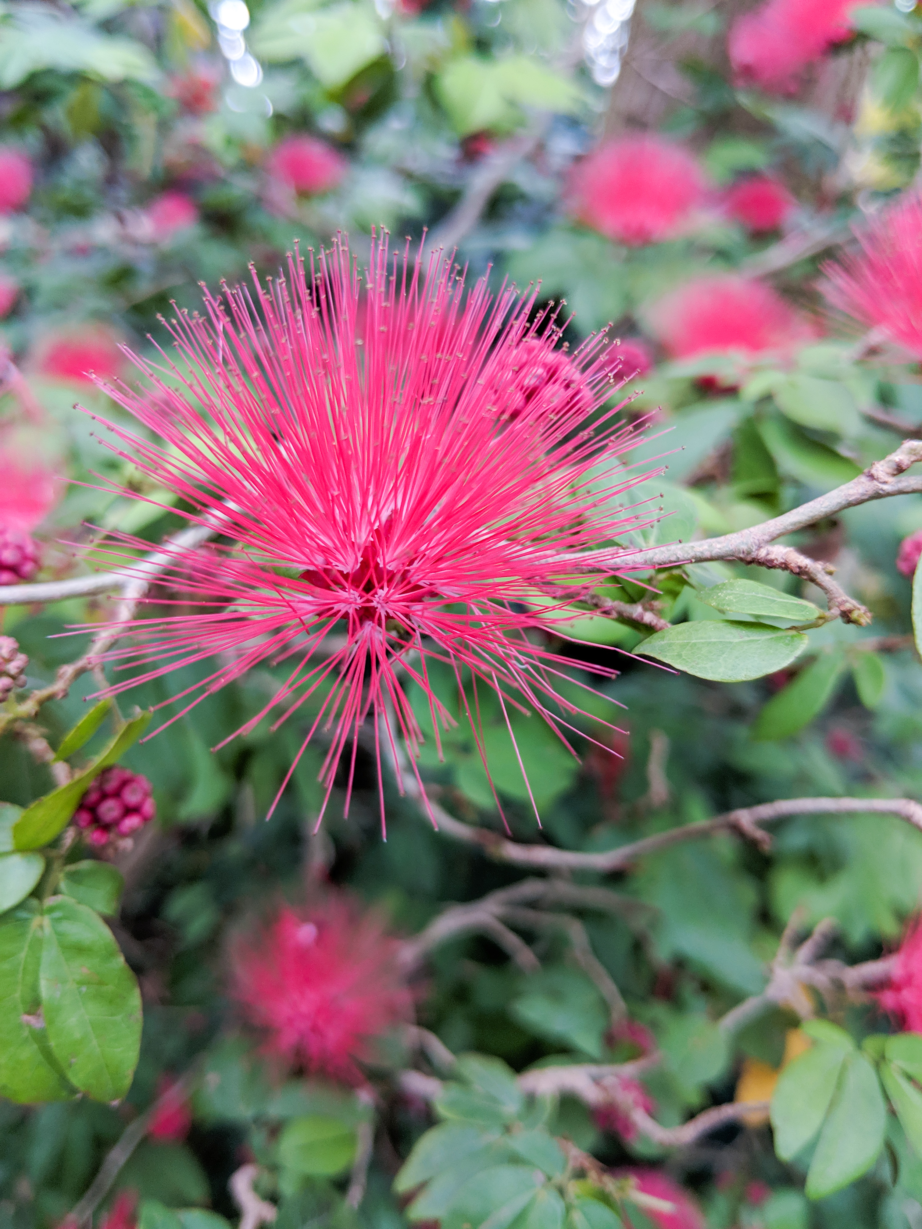 pink flower, Denver Botanic Gardens