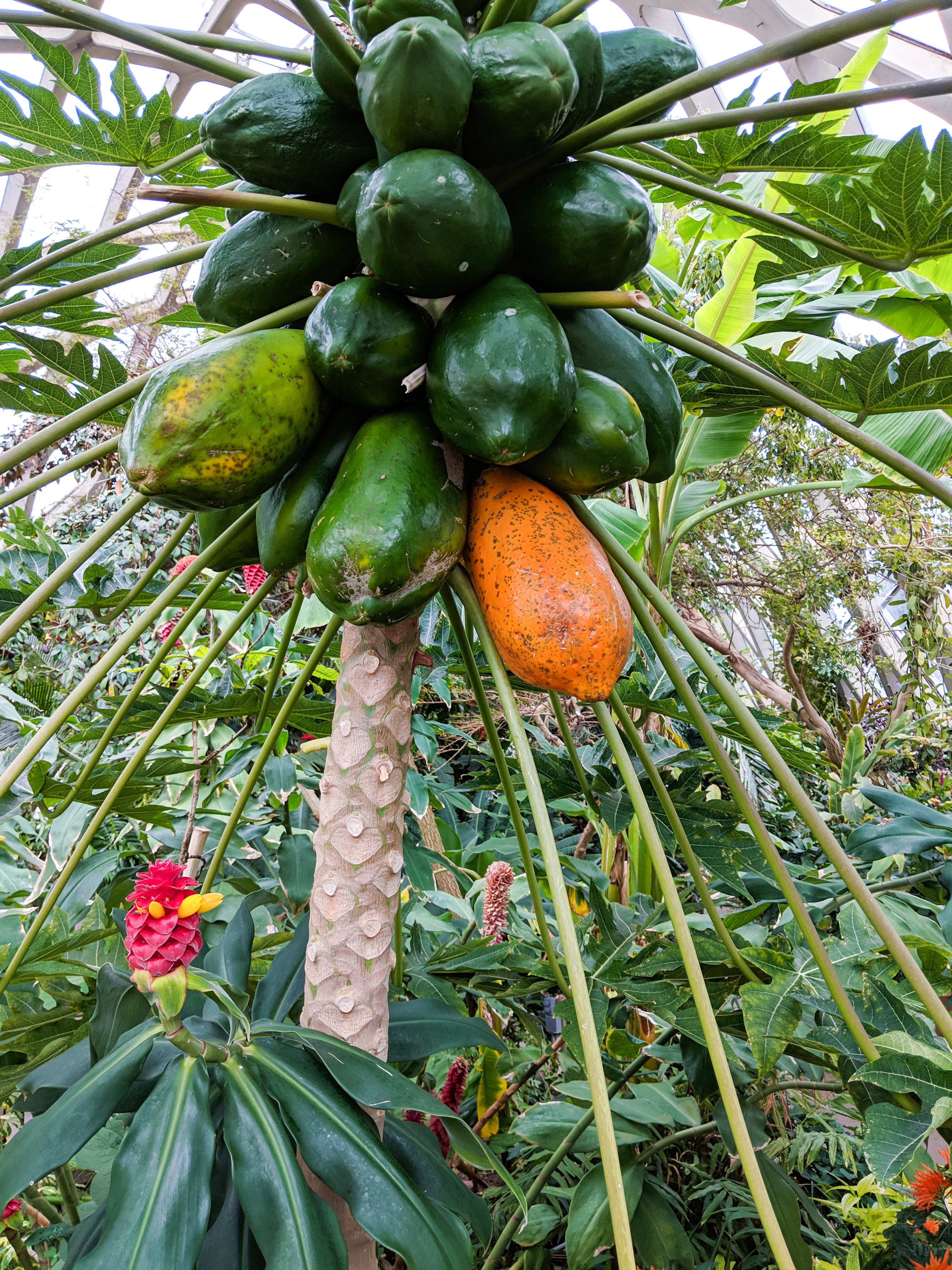 Denver Botanic Gardens, papayas, Denver travel guide, lush green