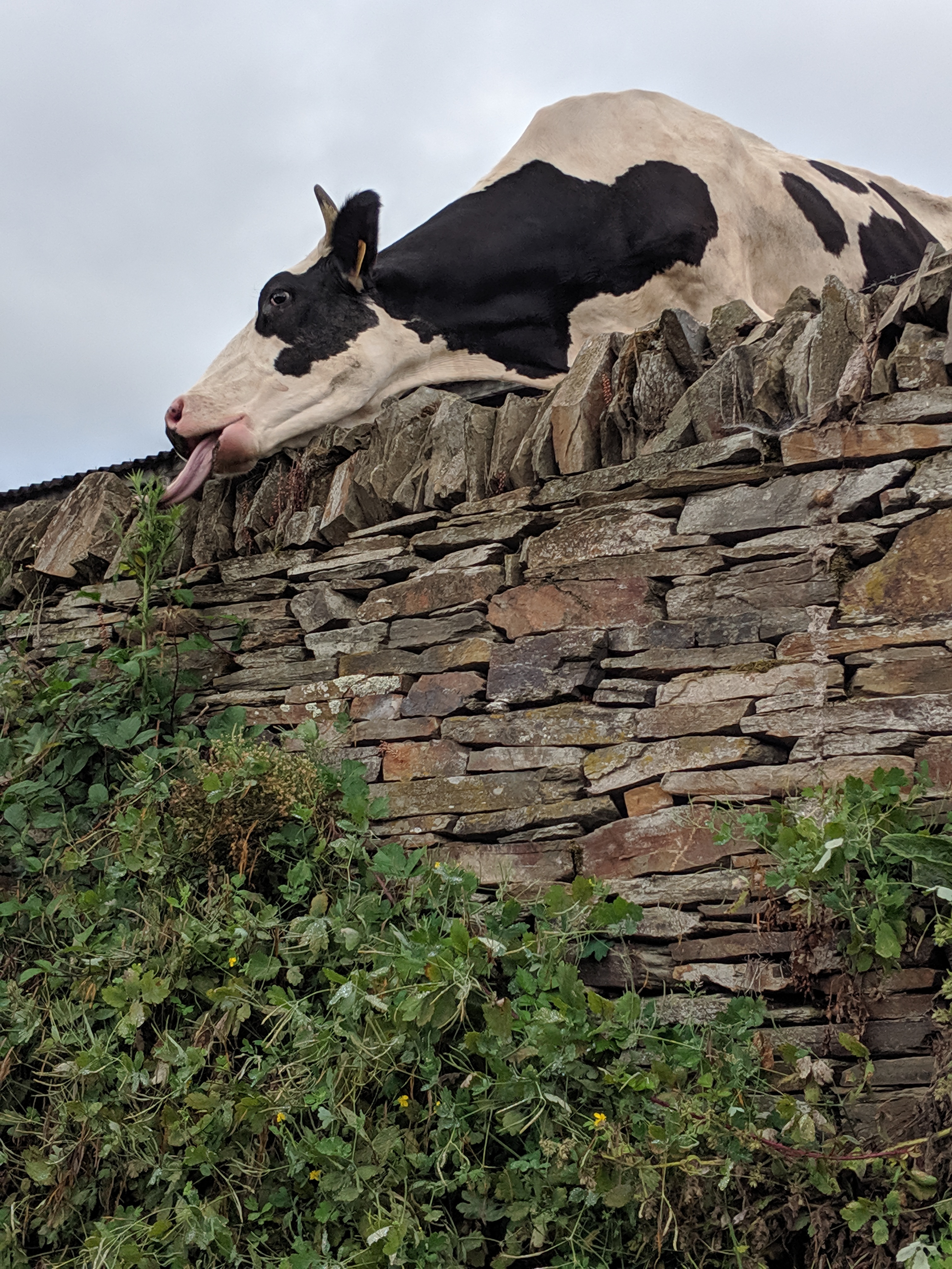 Camino wildlife, Spanish animals