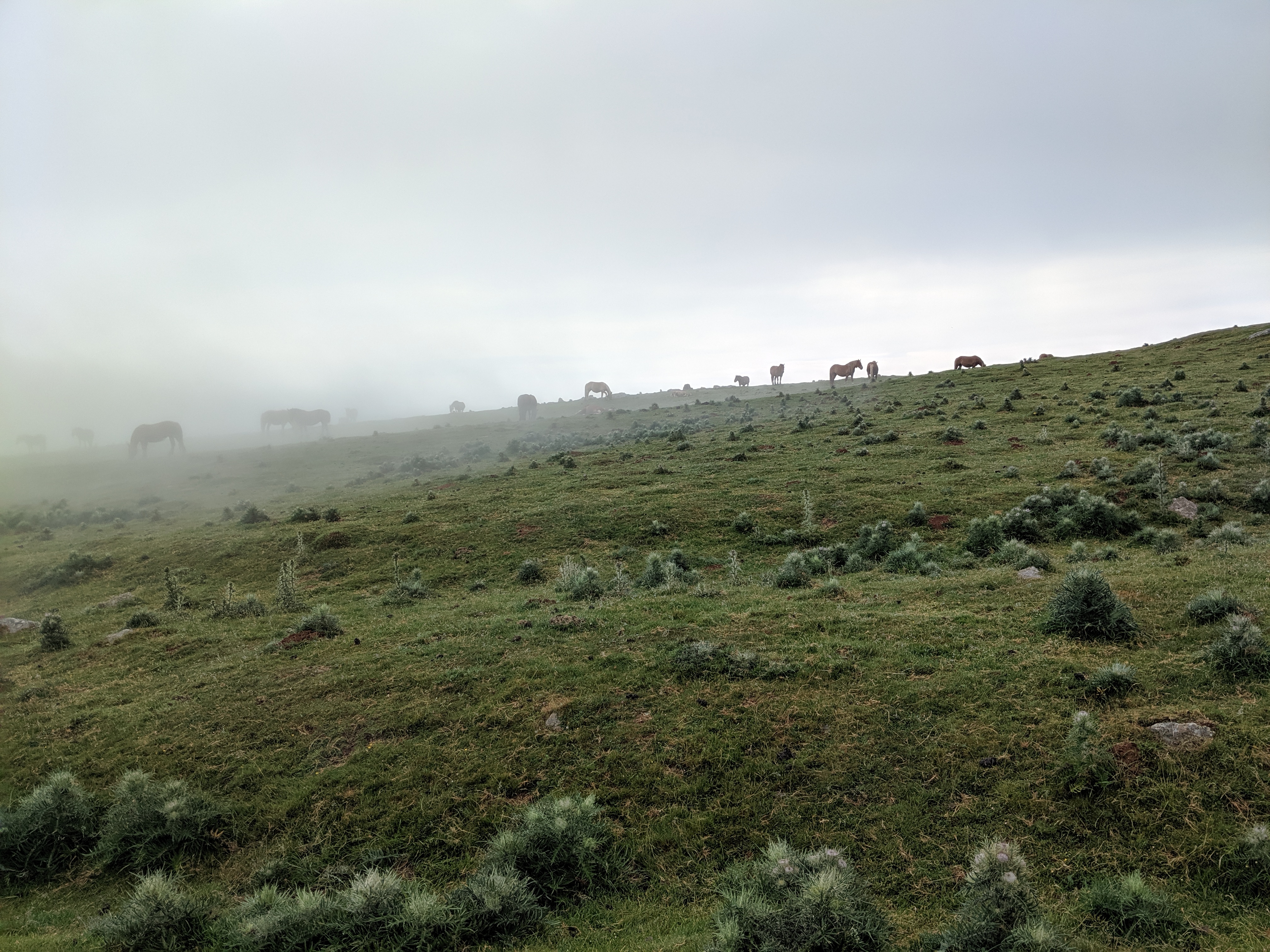 wild horses, Camino Frances, pilgrims, hiking