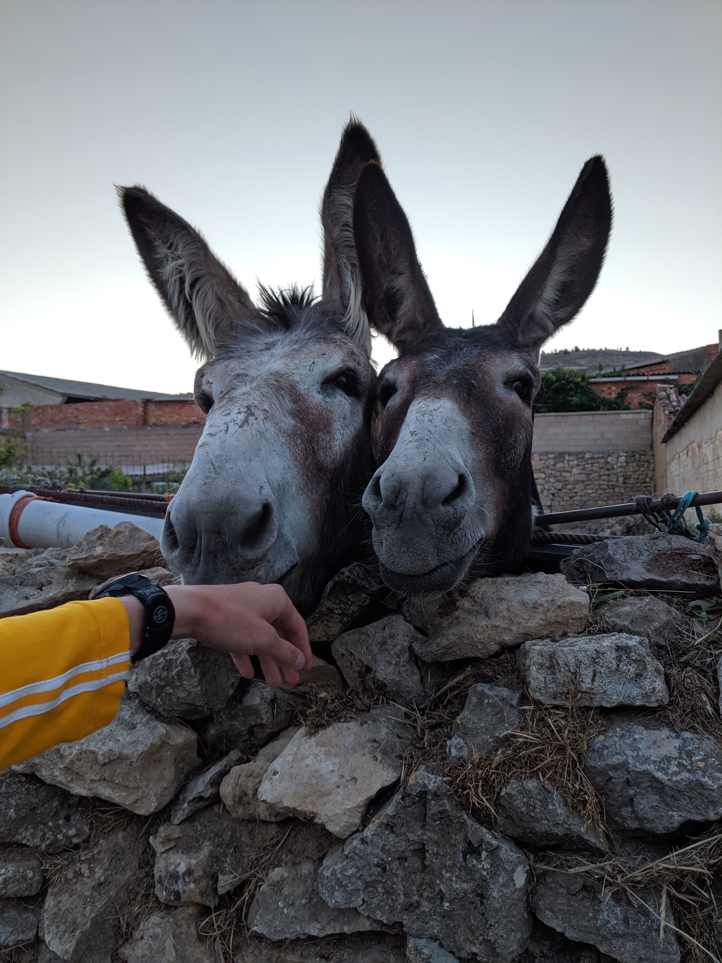 donkeys, Spanish wildlife, Spain travel guide