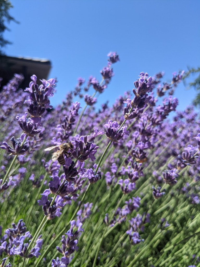 weekly-recap-lavender-bee-artsy-shot