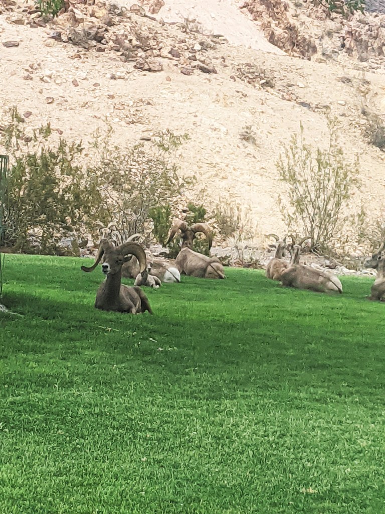 big-horn-sheep-hoover-dam-boulder-city