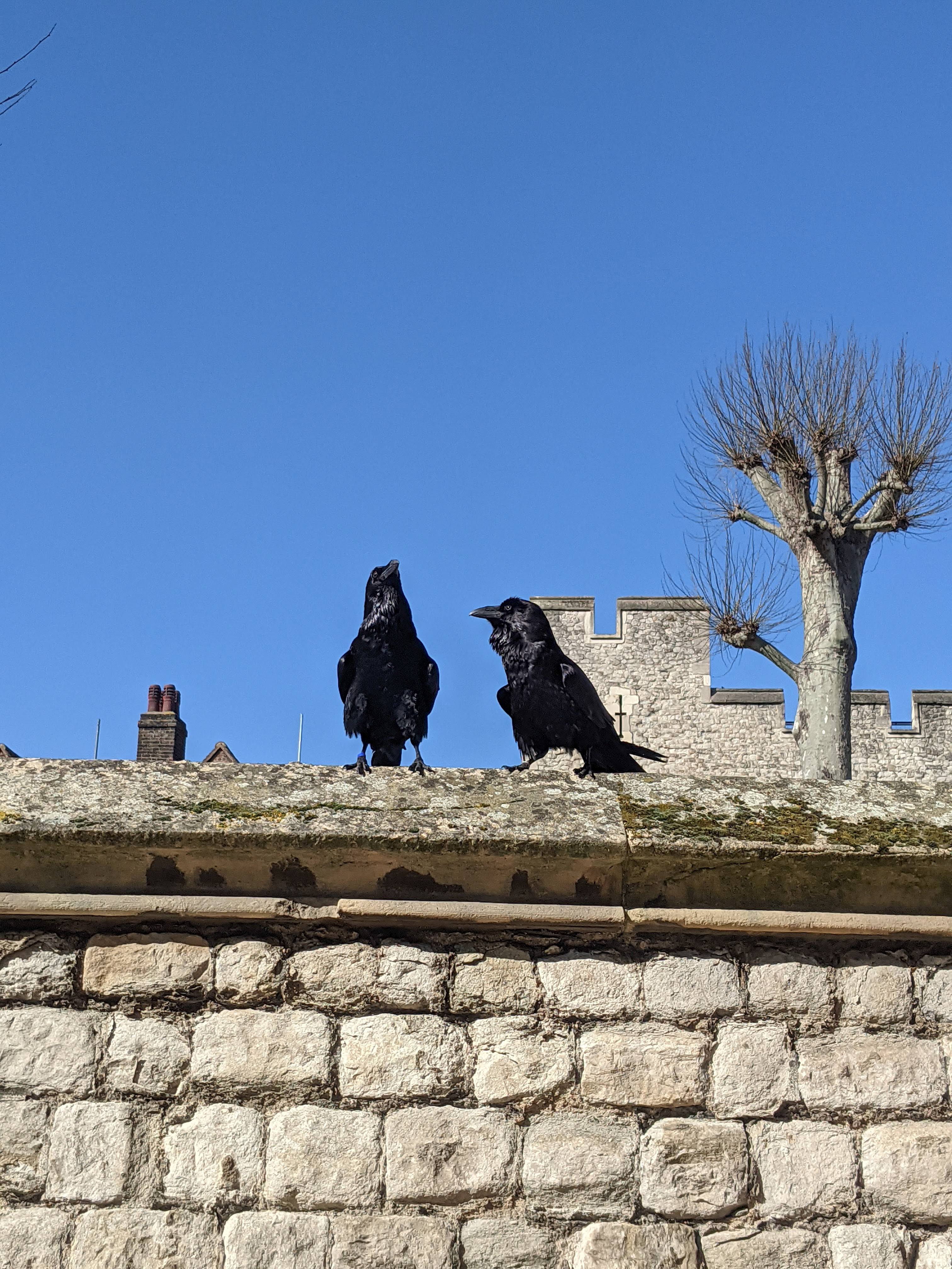 tower-of-london-ravens-tourist-london-travel-guide