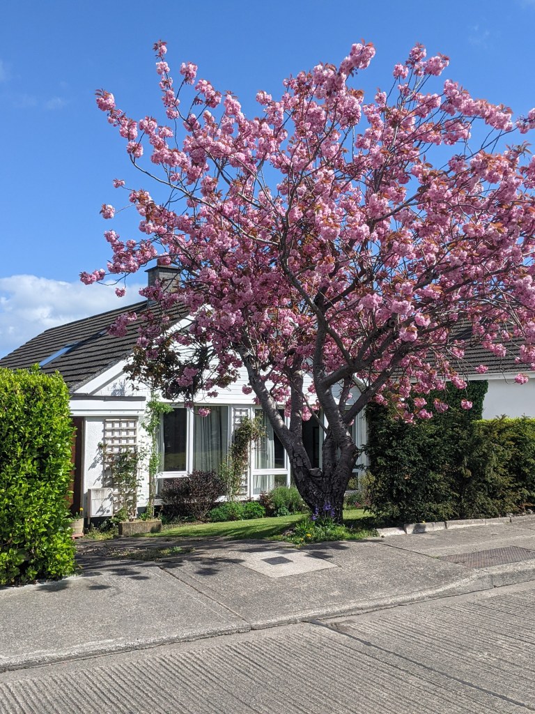 pink-blossoms-spring-ireland-killiney-study-abroad-dublin-day-trip