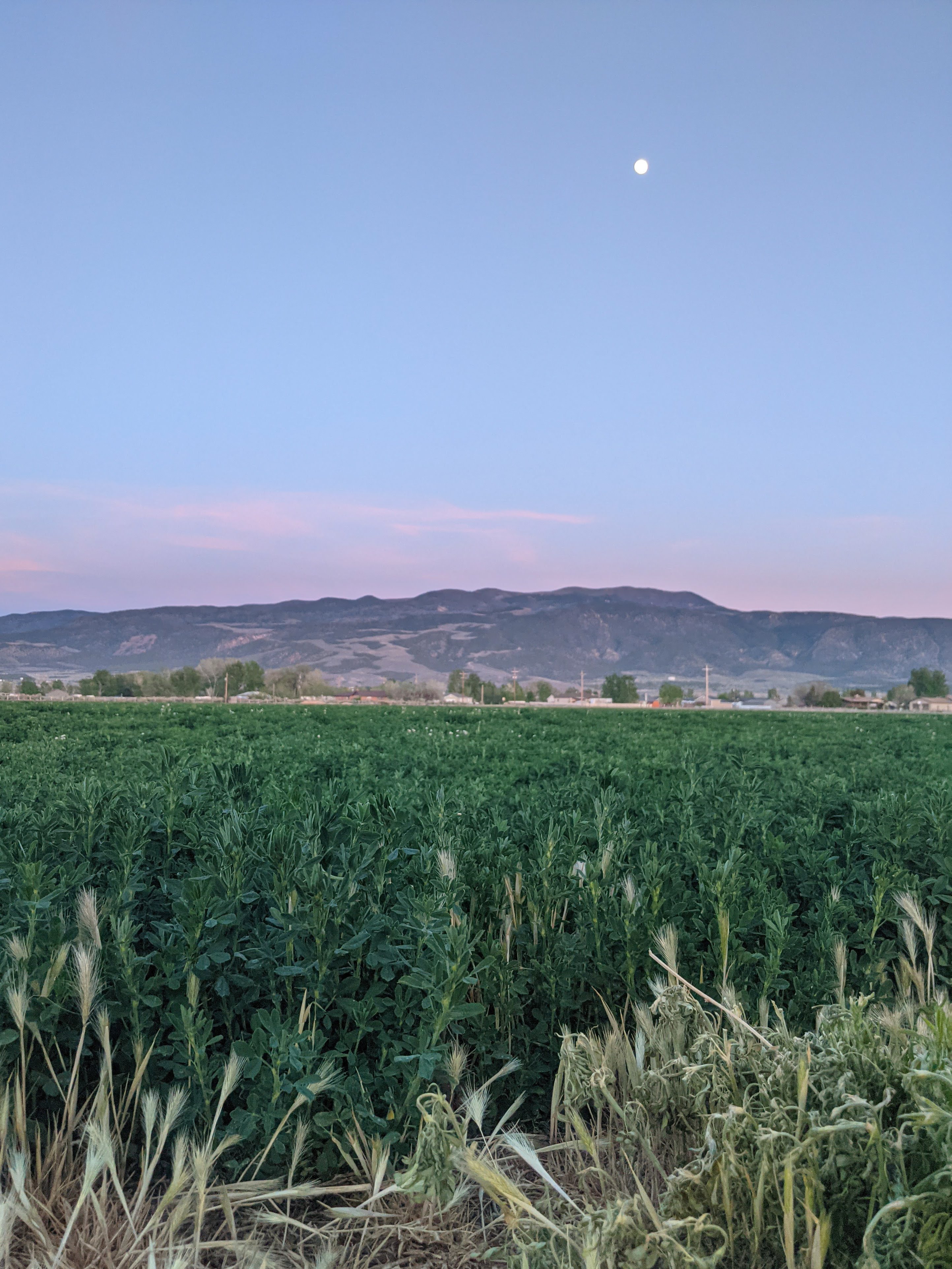 Weekly Recaps #19 + #20, 2022