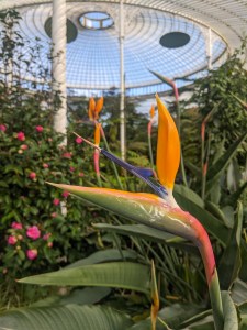 glasgow-botanic-garden-birds-of-paradise