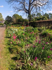 Glasgow-botanic-gardens-tulips-spring-scotland
