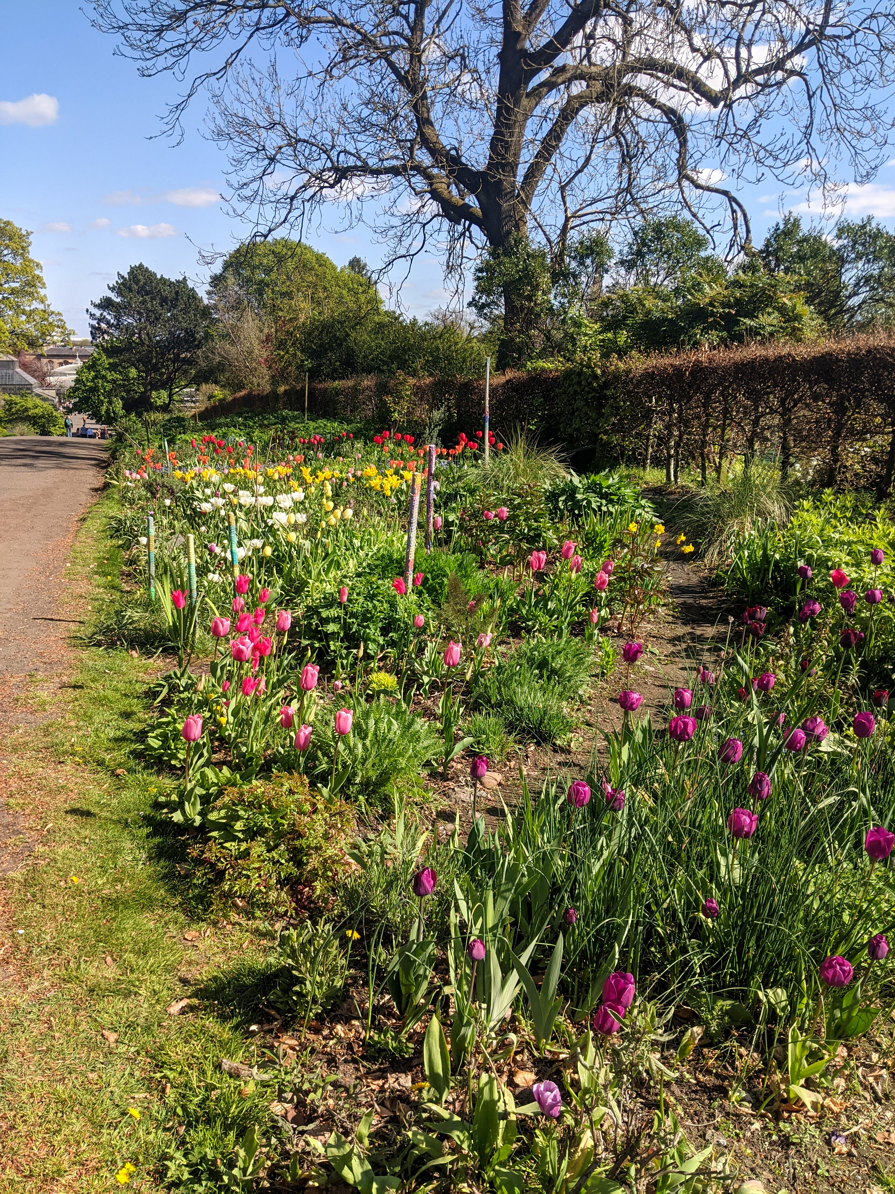 Glasgow-botanic-gardens-tulips-spring-scotland