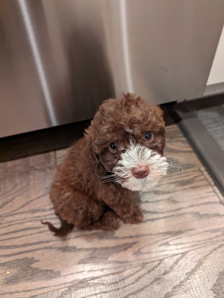 toy-golden-doodle-puppy