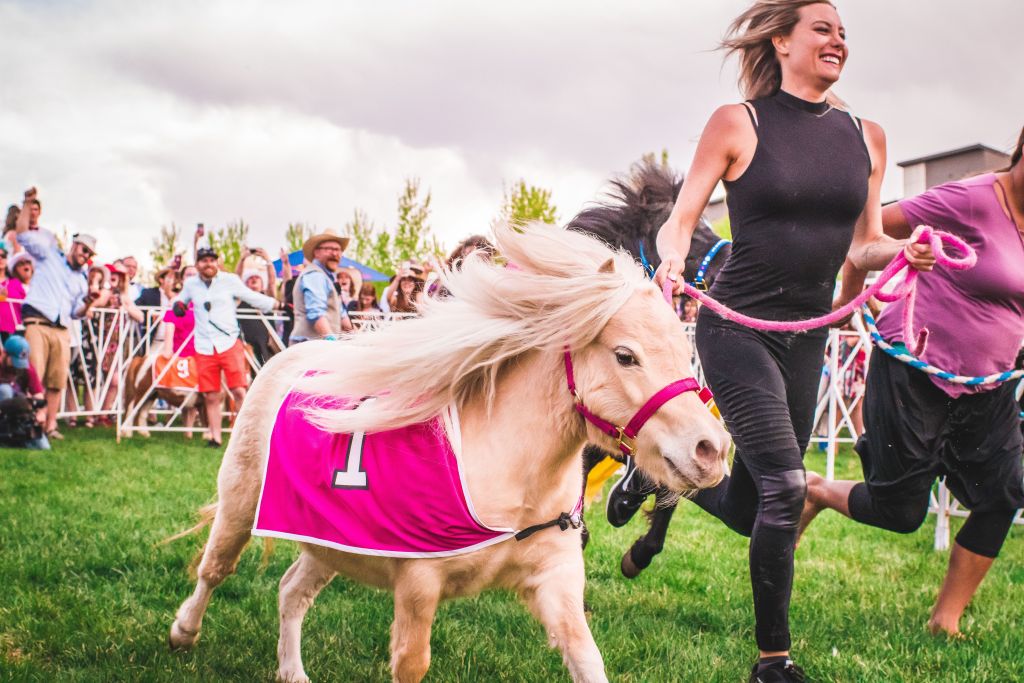miniature-horses-derby-day-racing-denver-colorado