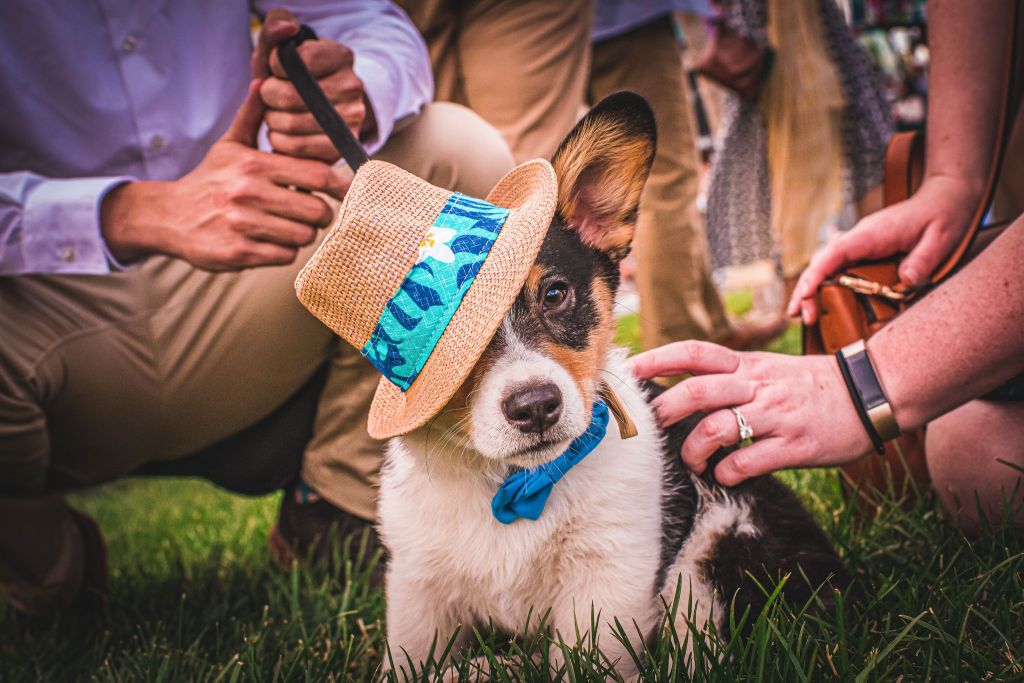 denver-mini-derby-corgi-race-best-dressed-open-bar