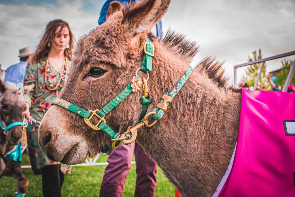 derby-day-fashion-miniature-horse-race-corgi-race-derby-day