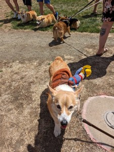 denver-mini-derby-corgi-race-derby-party-cute-dogs-colorado-blogger