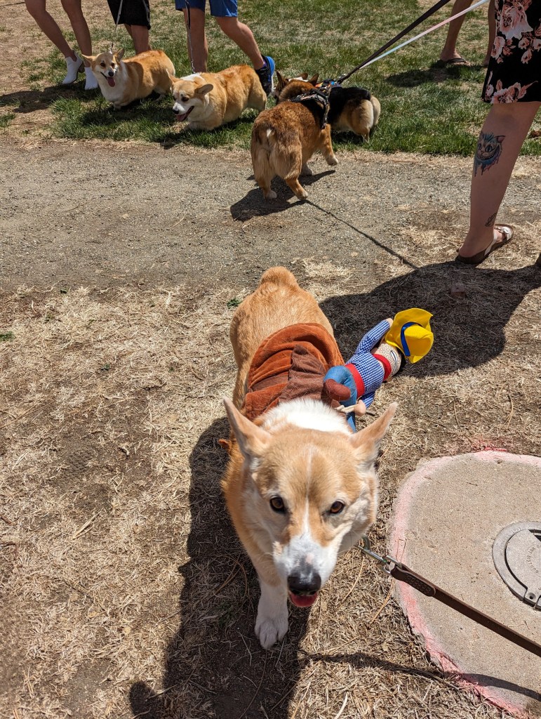 denver-mini-derby-corgi-race-derby-party-cute-dogs-colorado-blogger