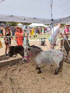 mini-horse-denver-mini-derby-horse-racing-colorado-blogger