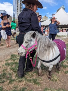 denver-mini-derby-horse-racing-mini-horse-horse-rescue-derby-day