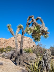 joshua-tree-national-park-coachella-valley-palm-springs