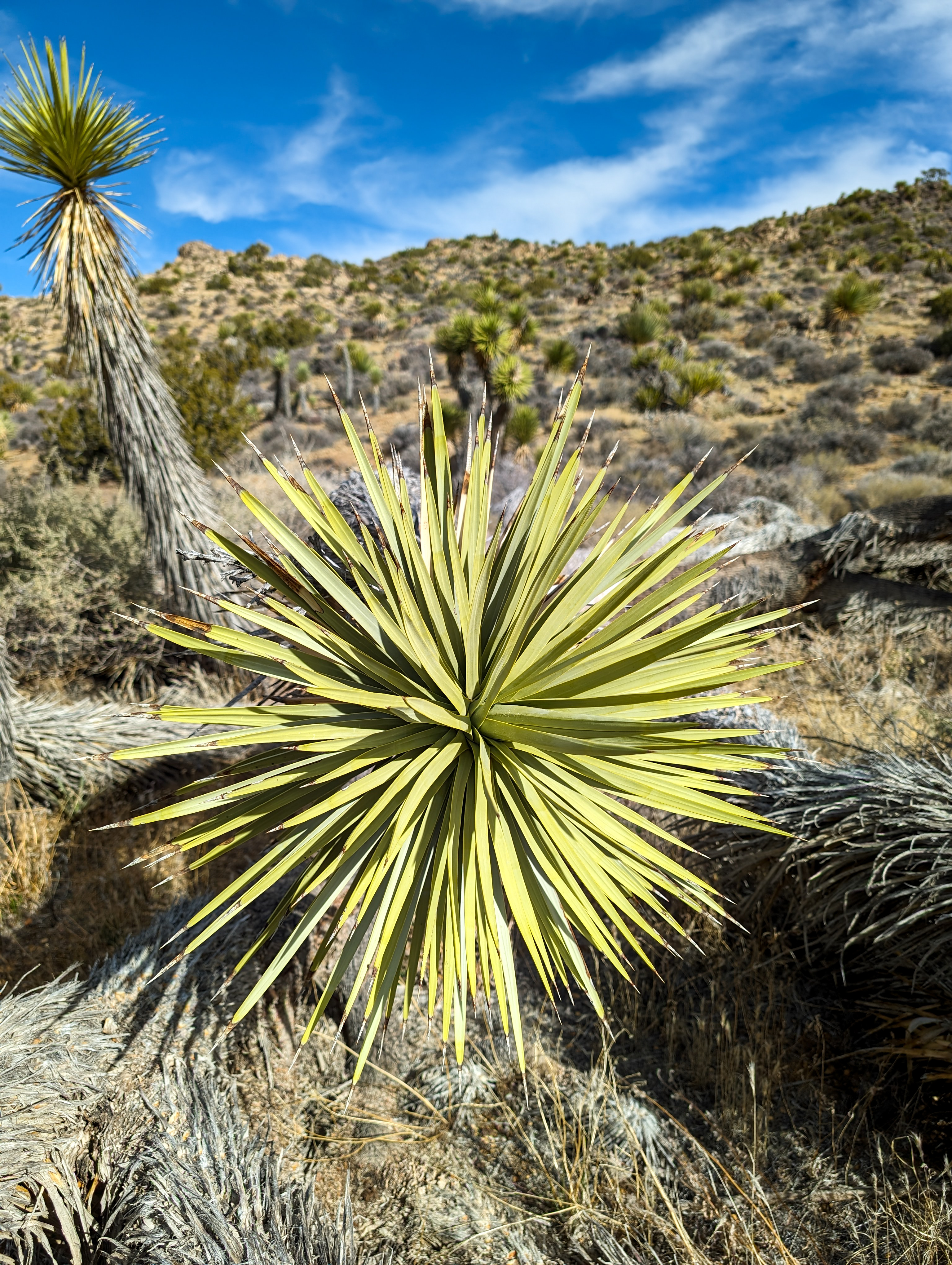 joshua-tree-national-park-hiking-california-palm-springs