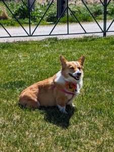 posing corgi mini race denver mini derby kentucky derby viewing party