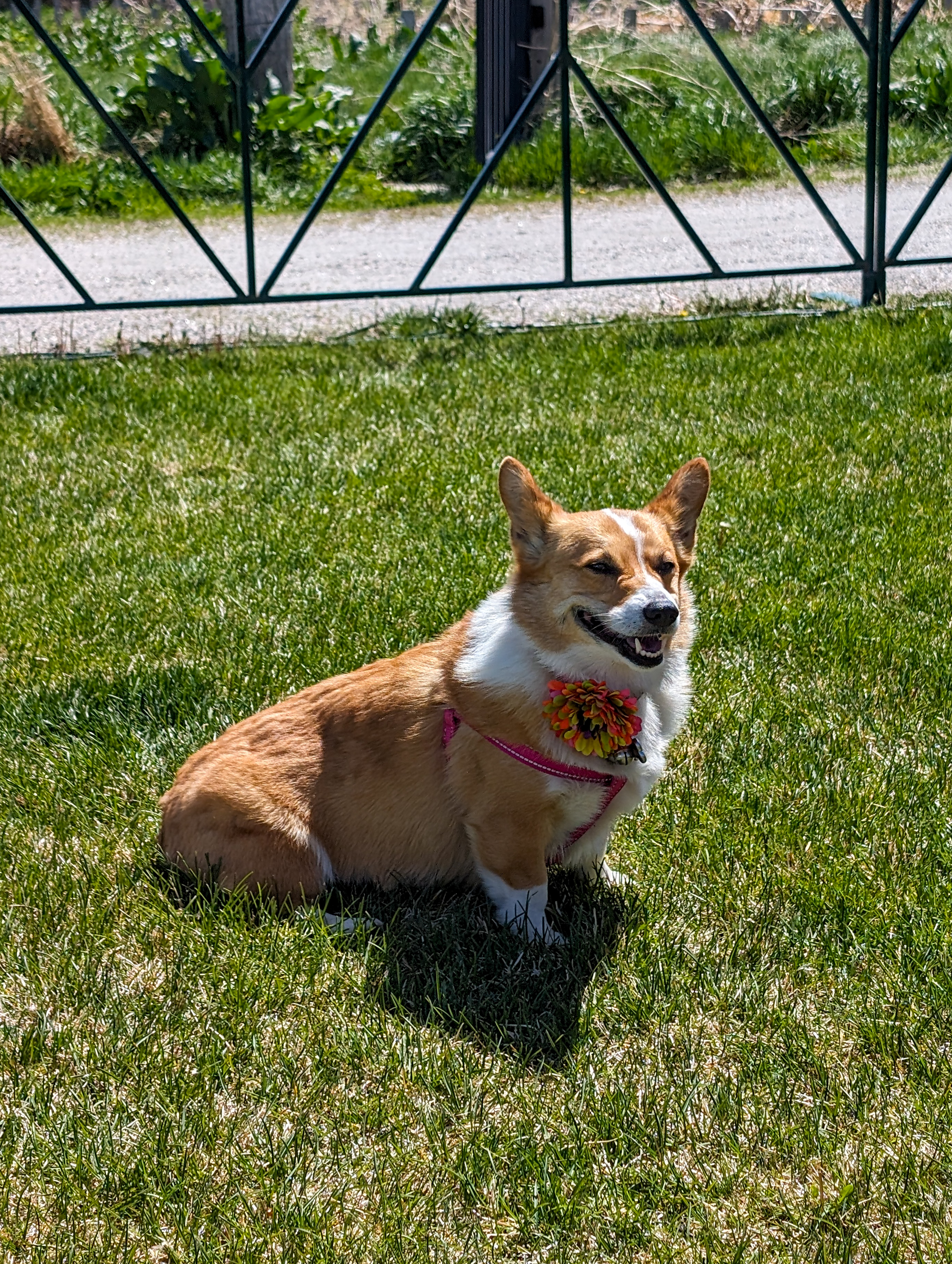posing corgi mini race denver mini derby kentucky derby viewing party
