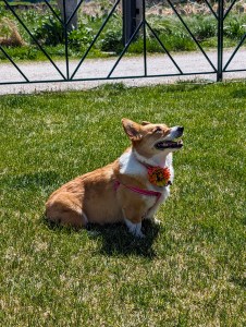 corgi race denver mini derby cute dog
