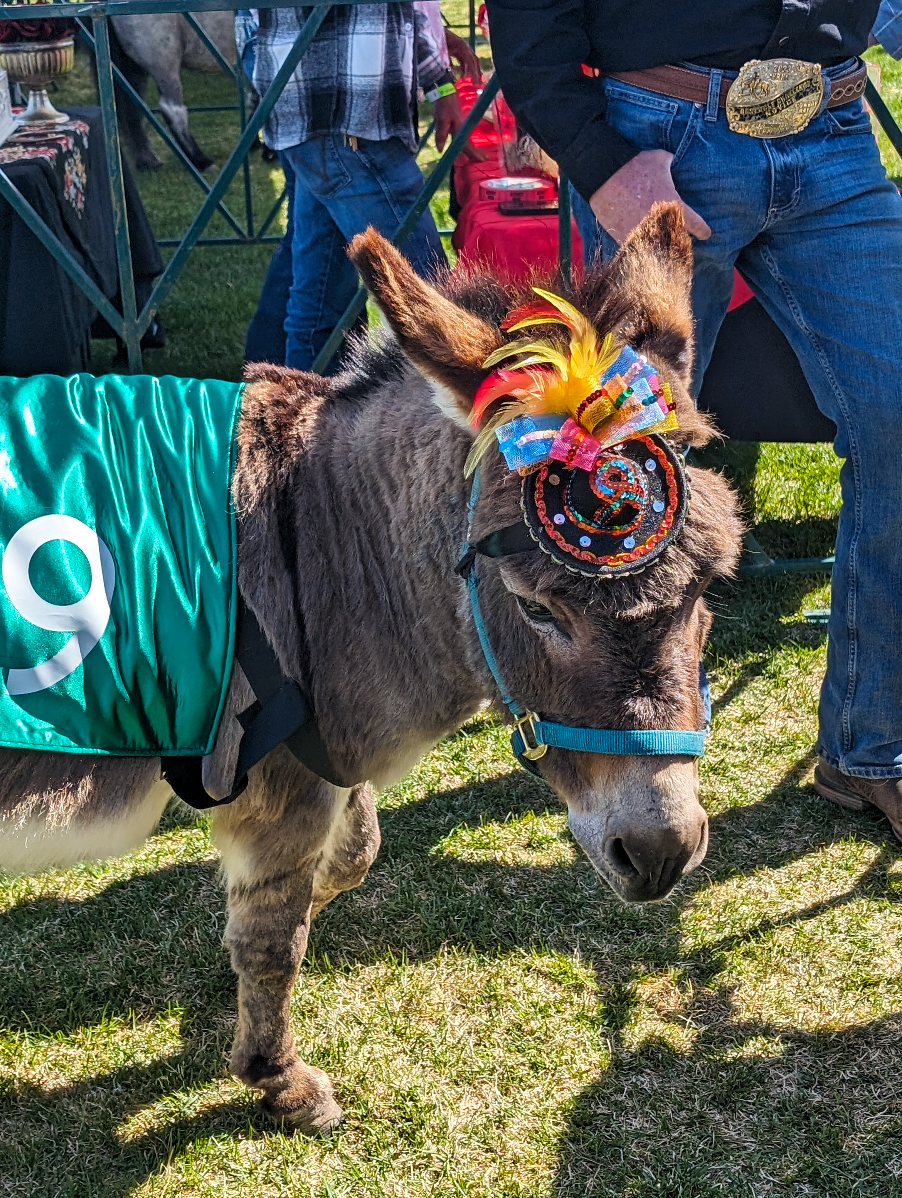 donkey in a hat mini horse race denver mini derby