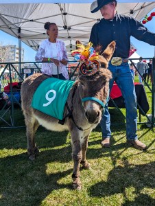 mini horse race denver mini derby donkey fascinator