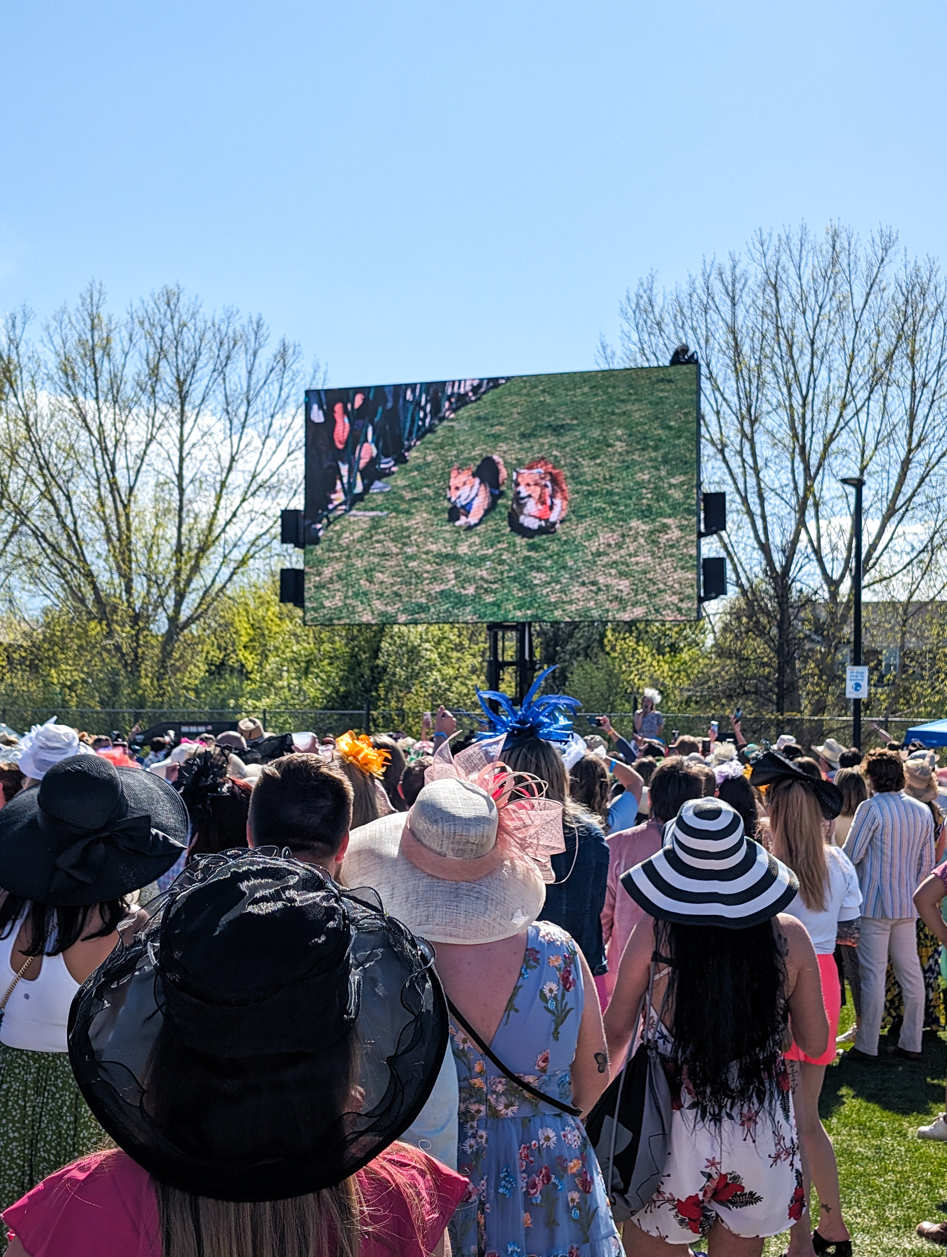 denver mini derby corgi race kentucky derby colorado
