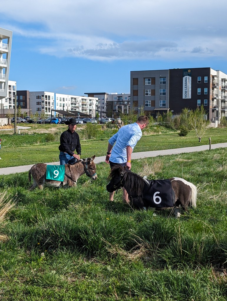denver mini derby mini horses racing derby day colorado