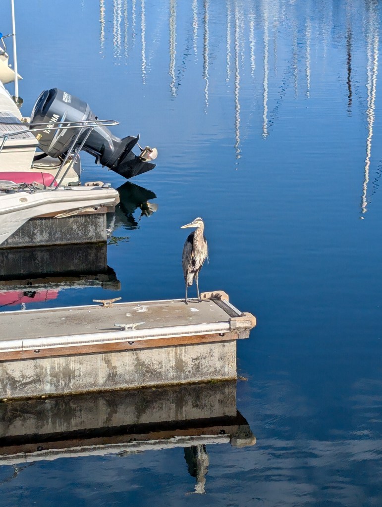 long beach california first cruise pier shoreline seabird ocean