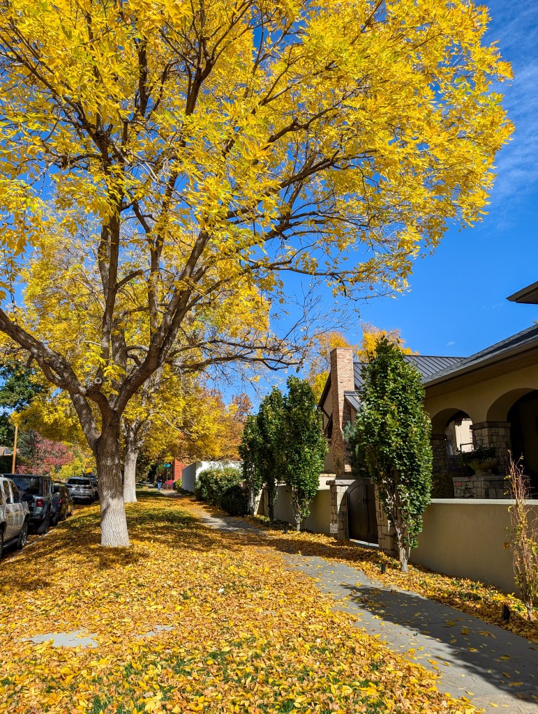 denver fall colorful colorado leaves autumn aspens yellow leaf