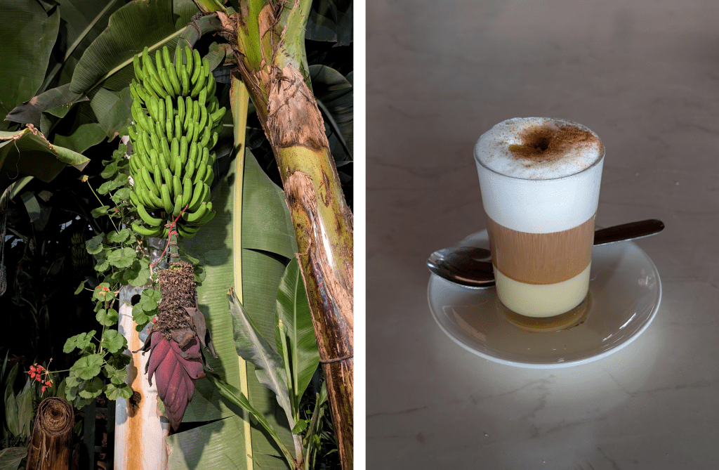 tenerife spain canary islands Barraquito coffee drink spain sweetened condensed milk banana plant tenerife canary islands plantation spain