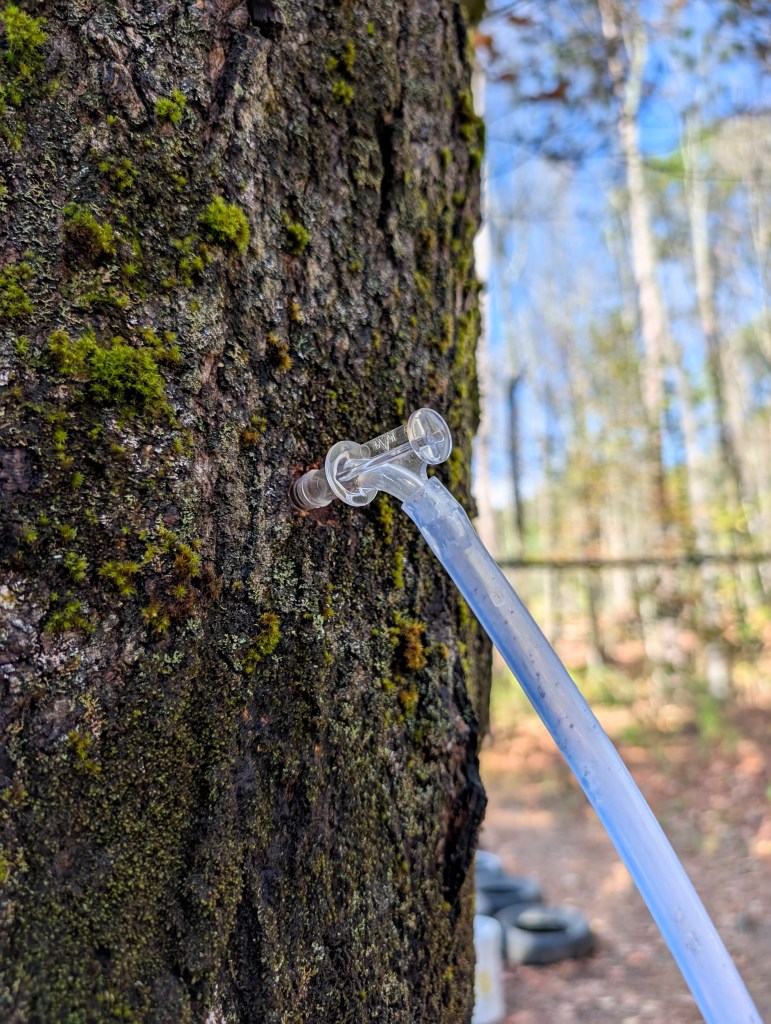 maple sugarbush farms maple tap woodstock vermont fall new england road trip
