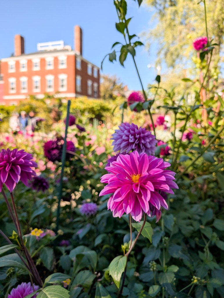 Ropes Mansion walking tour botanic garden fall New England dahlias